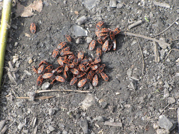 Разим Сагиров