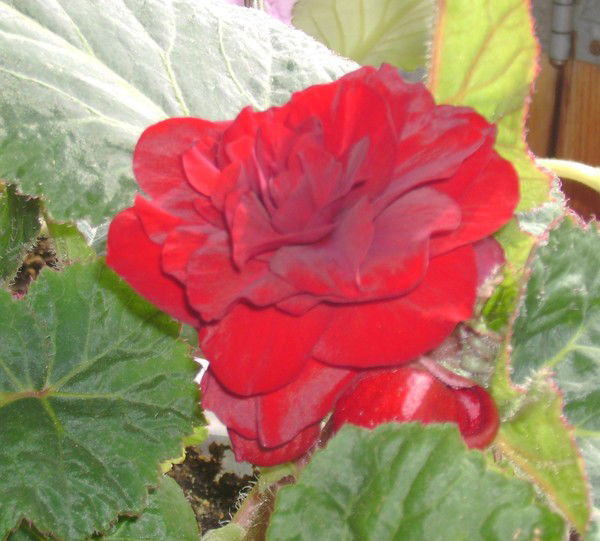 Оксана Хххххх