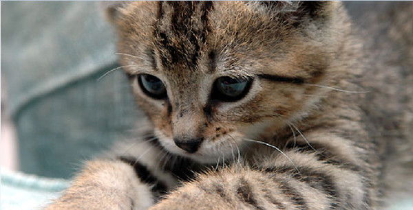 Алена Мордовская