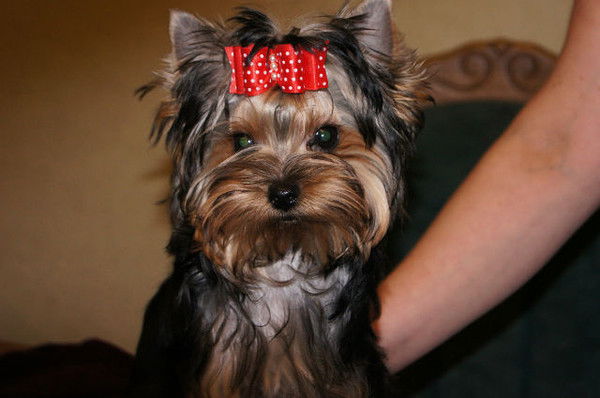 Елена Венидиктова