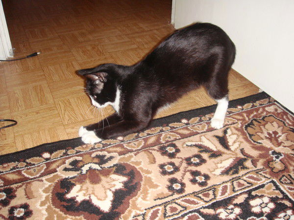 Елена Науменко