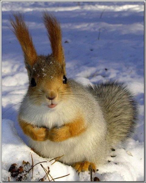 Natalia D Z Belochka