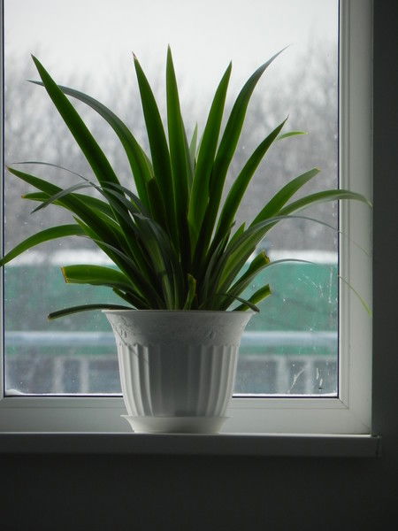 Дмитрий Плошкин