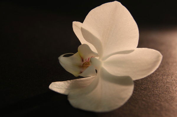 Лада Засимова