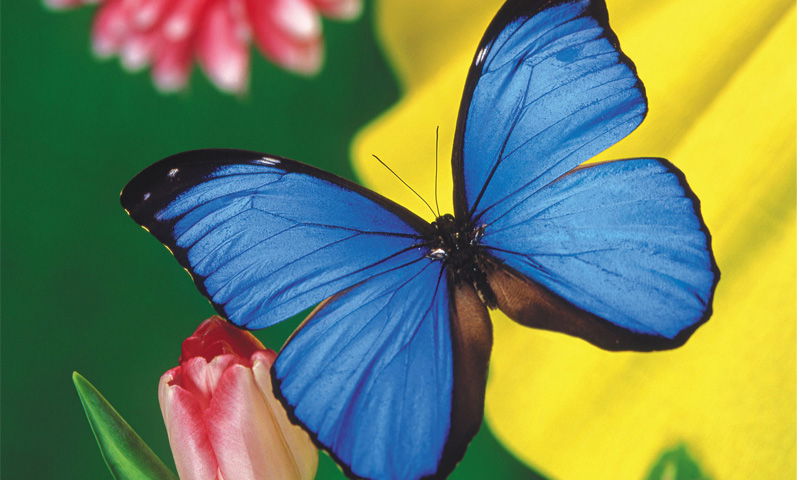 Надежда Ясак(Лаврова)