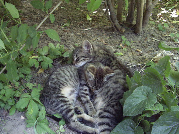 Елена Кириченко