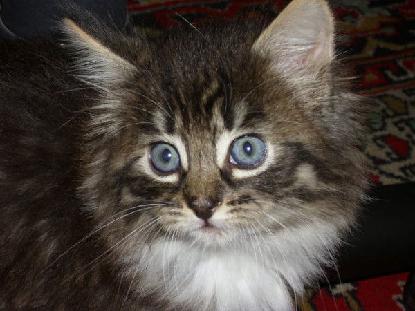 Галина Клочко