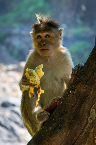 Елена Айвазовская