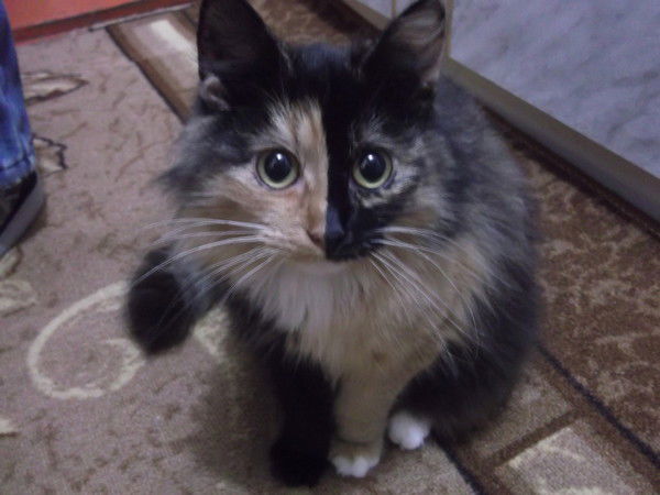 Алёна Серёжко