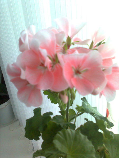 Нина Какурина