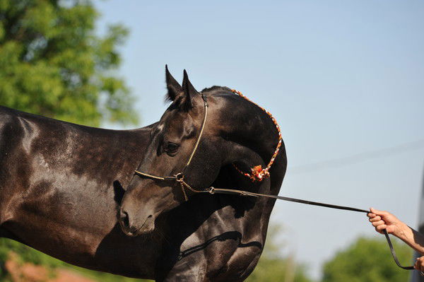 Елена Катаева