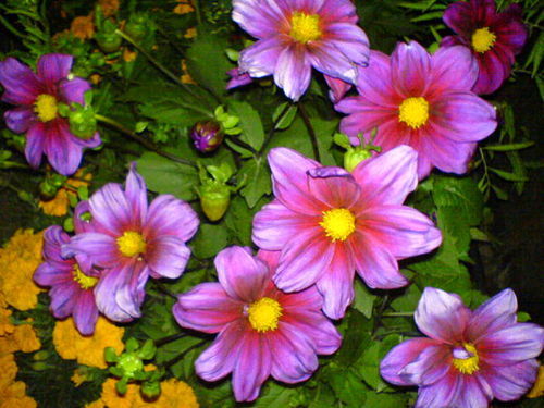 Светлана Белова