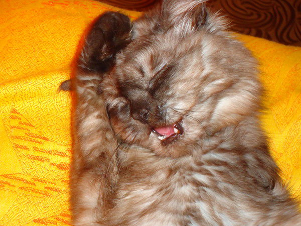 Марина Хохлова