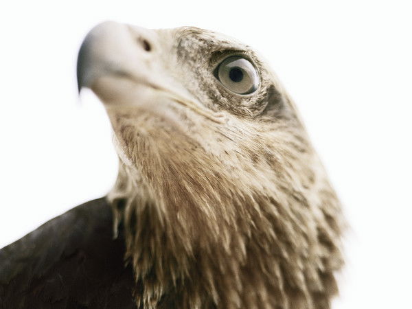 Дмитрий Станкевич