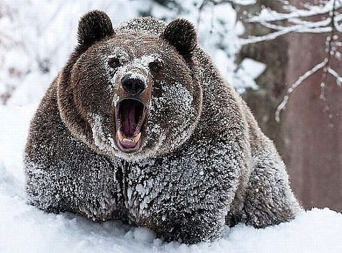 Алексей Романов