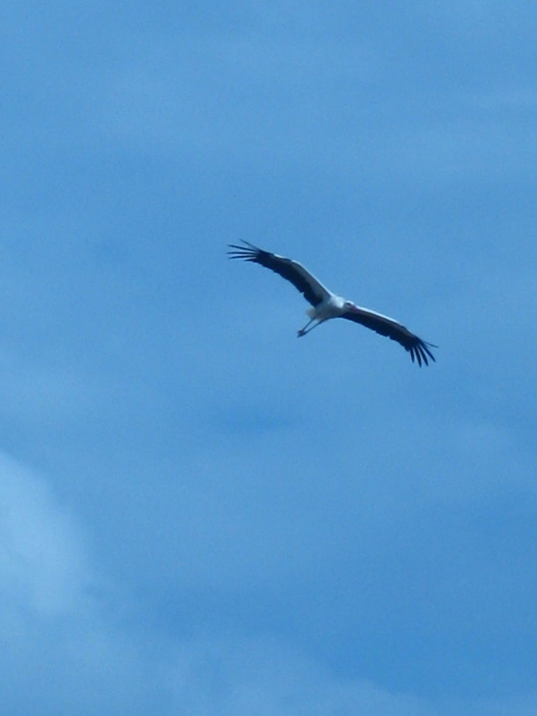 Тамара Велинская