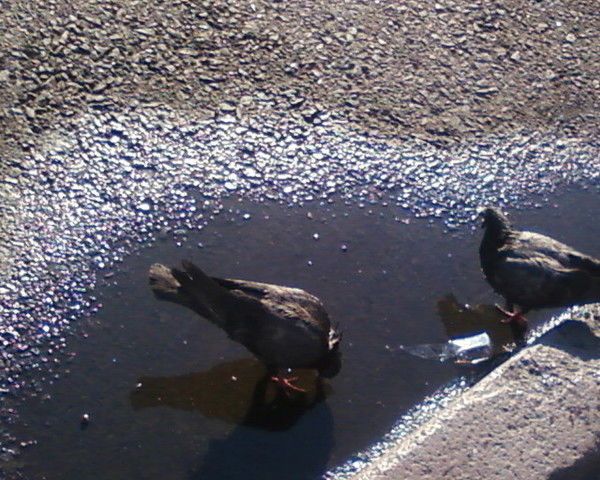 Валентина Лазуто