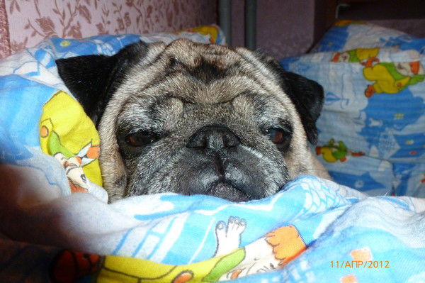 Наталья Евстифеева