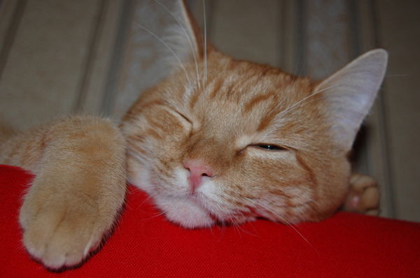 Алина Савватеева