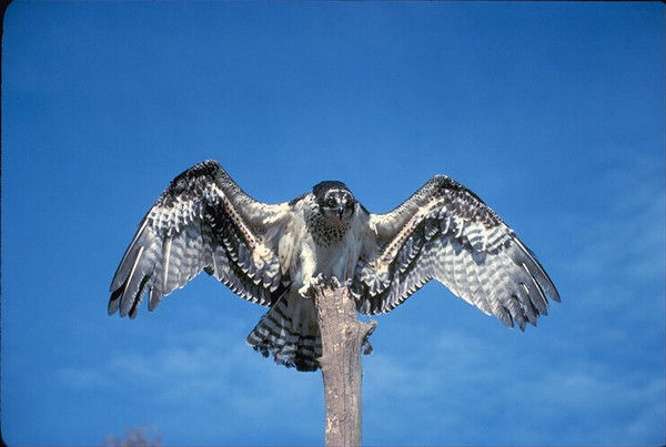 Александр Янковский