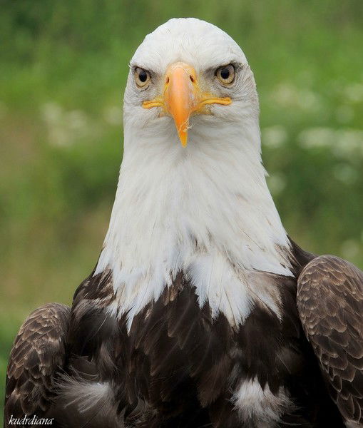Сергей Соколов