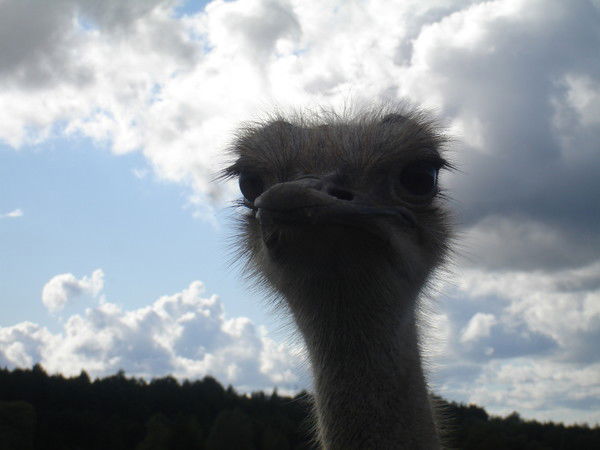 Константин Астахов