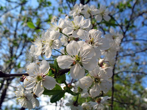 Мх Майоркины