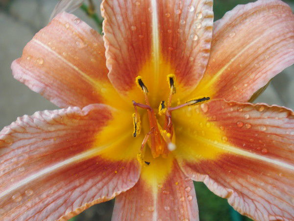 Елена Шаронова