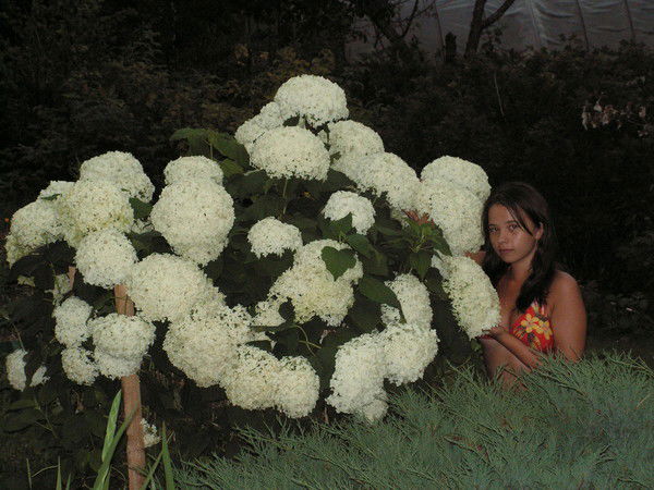 Борзосекова Евгения