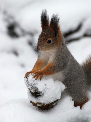 Алена Торчинова