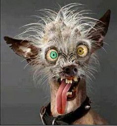 Дмитрий Костовецкий