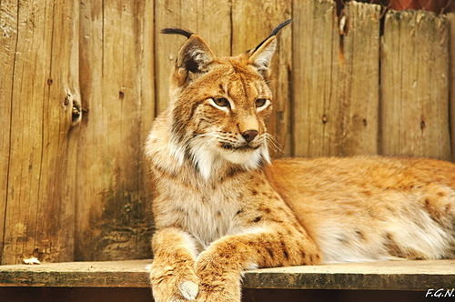 Игорь Овсянников