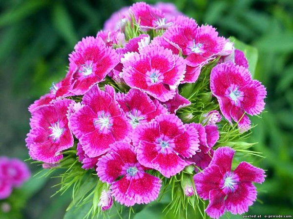 Гуля Сулейменова