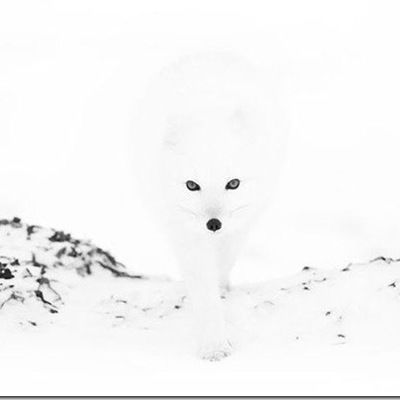 Миша Чекмарёв