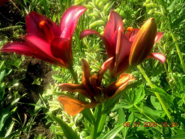 Жасмин Ромашкина