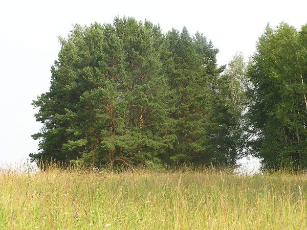 Лидия Лимина