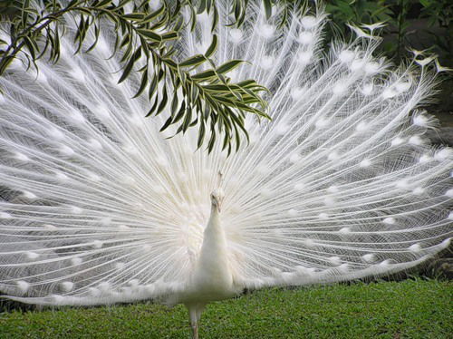 Елена Батырева