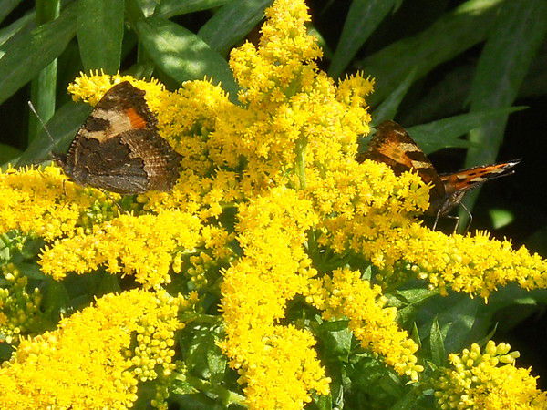 Боднар Татьяна