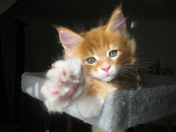 Светлана Орлова