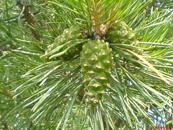 Игорь Лихачев