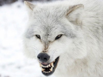 Рома Добрый