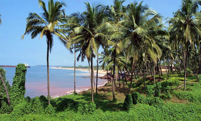 Дарья Комина