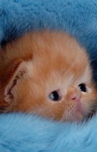 Елена Бондарева-Волошина