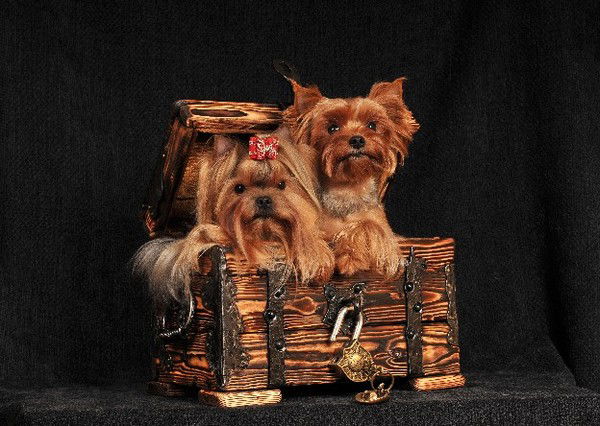 Полянчева Александра