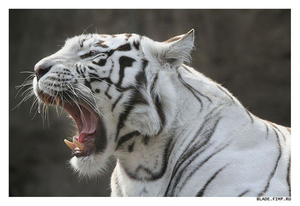 Андрей Зеленко