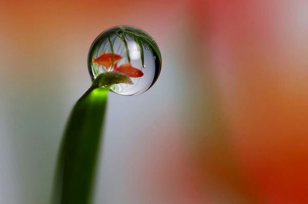 Рафида Гараева