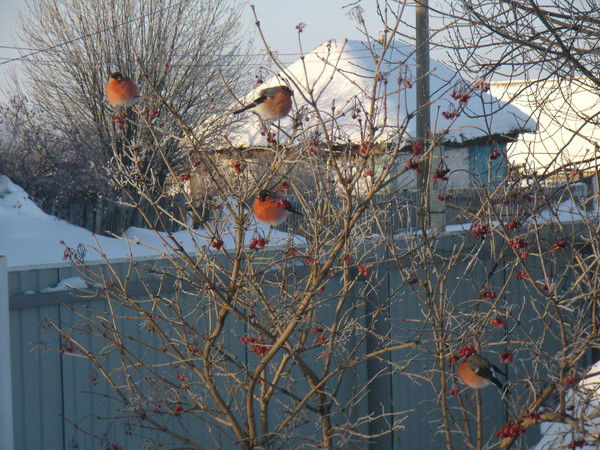 Вильсон Арсланов