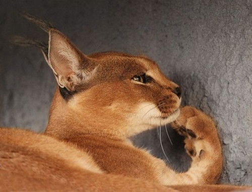 Оксана Варлыгина