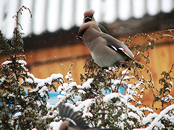 Слава Ермаков