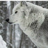 Алёна Белых